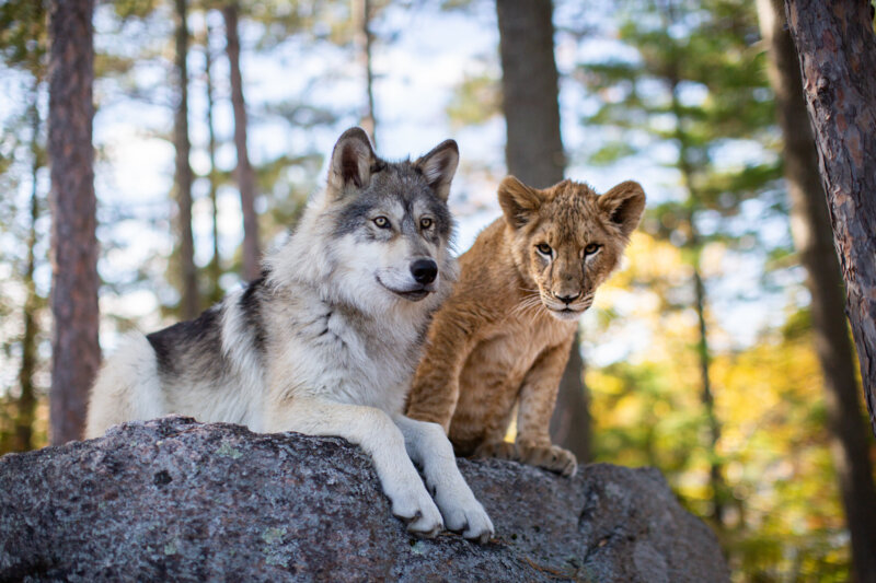 Der Wolf und der Löwe - Bild Nr. 2